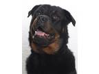 Adopt DUTCH a Rottweiler