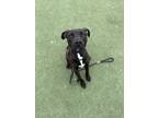 Adopt MERCY a Staffordshire Bull Terrier