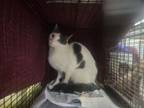 Adopt A2140103 a Domestic Short Hair