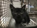 Adopt A2139674 a Domestic Short Hair