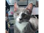 Adopt Chili Flake a Domestic Short Hair