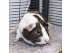 Adopt Dale a Guinea Pig