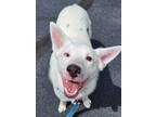 Adopt Dulce a Australian Cattle Dog / Blue Heeler