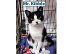Adopt Mr. Kibble, Willow Grove PA (FCID 04/18/2024-144) a Domestic Short Hair