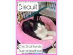 Adopt Biscuit, Willow Grove PA (FCID 04/18/2024-147) a Domestic Short Hair