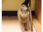 Adopt Coby, Willow Grove PetSmart (FCID 04/05/2024-134) a Domestic Short Hair