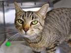 Adopt SIDON a Domestic Short Hair