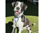 Adopt Dax a English Pointer