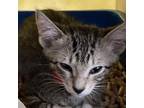 Adopt Ike a Domestic Short Hair