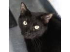 Adopt Binx a Domestic Short Hair