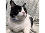 Adopt Gaspar a Domestic Short Hair