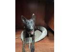 Adopt COLBY CHEESE a Dutch Shepherd, Belgian Shepherd / Malinois