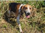 Adopt CLOVE a Treeing Walker Coonhound