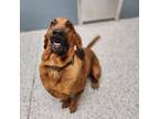 Adopt Bojangles a Bloodhound