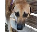 Adopt Willet a Mountain Cur