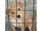 Adopt Crackle a Mixed Breed