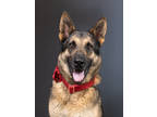 Adopt King Spyro a German Shepherd Dog, Mixed Breed
