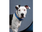 Adopt Laylani a Pit Bull Terrier, Mixed Breed