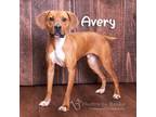 Adopt Avery a Labrador Retriever, Hound