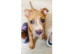 Adopt Laboni - IN FOSTER a Mixed Breed