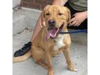 Adopt Melo a Labrador Retriever