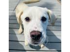 Adopt Mirage a Labrador Retriever, Terrier
