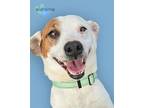 Adopt Wishbone a Terrier, Mixed Breed