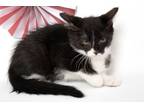 Adopt Mario a Domestic Short Hair