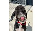 Adopt Paxton a Standard Poodle, Mixed Breed