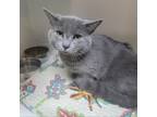 Adopt Alvin a Domestic Short Hair