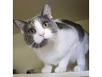 Adopt Biscuit a Domestic Short Hair