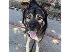 Adopt Sheldon a Norwegian Elkhound