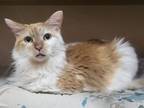 Adopt Mr. Meowsers a Domestic Long Hair