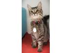 Adopt Larry the Lobster a Domestic Short Hair