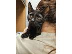 Adopt Bubbles a Domestic Short Hair