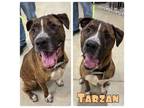 Adopt Tarzan a Staffordshire Bull Terrier