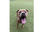 Adopt Fitch a Pit Bull Terrier, Mixed Breed