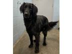 Adopt Tank (HW-) a Flat-Coated Retriever, Mixed Breed