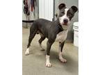 Adopt Zues a Pit Bull Terrier