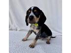 Adopt Pizza Planet a Bluetick Coonhound