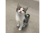 Adopt Carmine a Domestic Short Hair