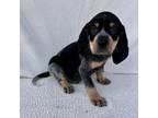 Adopt Lightyear a Bluetick Coonhound