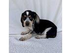 Adopt Sid a Bluetick Coonhound