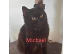 Adopt Michael a Domestic Short Hair, Domestic Medium Hair