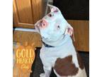 Adopt Hogan a Pit Bull Terrier, Mixed Breed