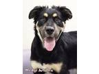 Adopt Wedge Antilles (surgery 5/20) a Husky, Mixed Breed