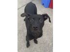 Adopt Cosmos a Labrador Retriever, Mixed Breed