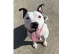 Adopt Snoopy a Pit Bull Terrier, Mixed Breed