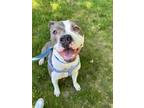Adopt Titus a Pit Bull Terrier, Mixed Breed