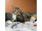 Adopt Kung Pao a Domestic Short Hair